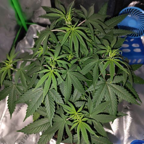 OG Kush growlog timeline photo