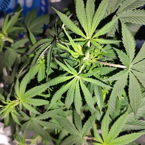 OG Kush growlog timeline photo