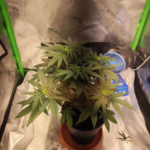 OG Kush growlog timeline photo