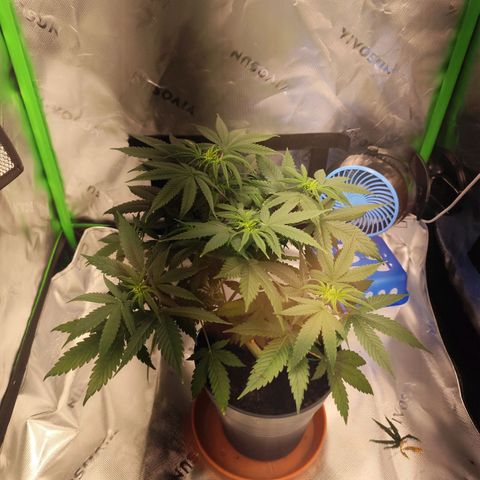 OG Kush growlog timeline photo