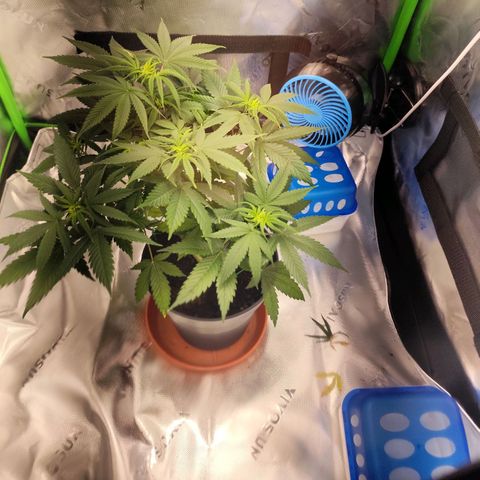 OG Kush growlog timeline photo