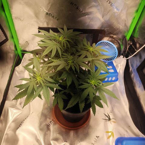 OG Kush growlog timeline photo