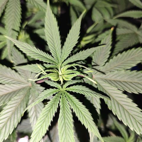 OG Kush growlog timeline photo