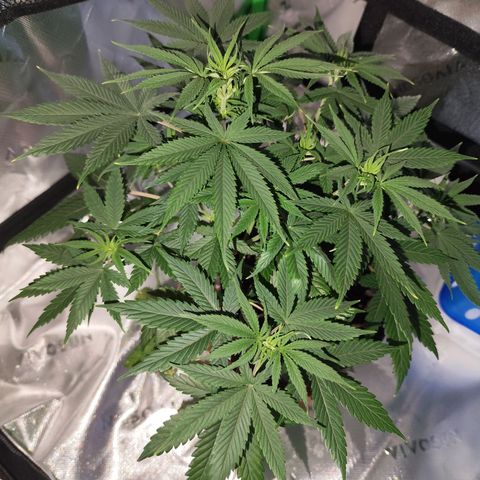 OG Kush growlog timeline photo