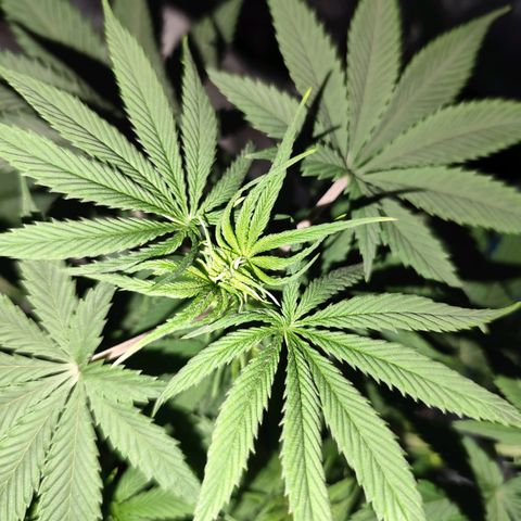OG Kush growlog timeline photo