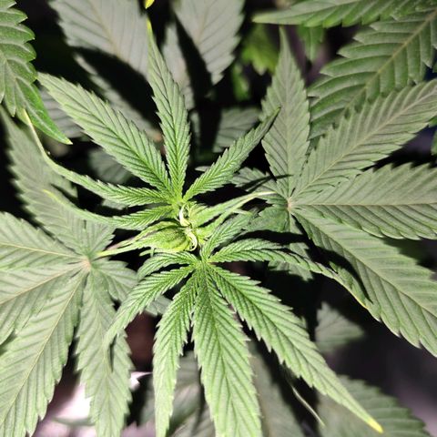 OG Kush growlog timeline photo