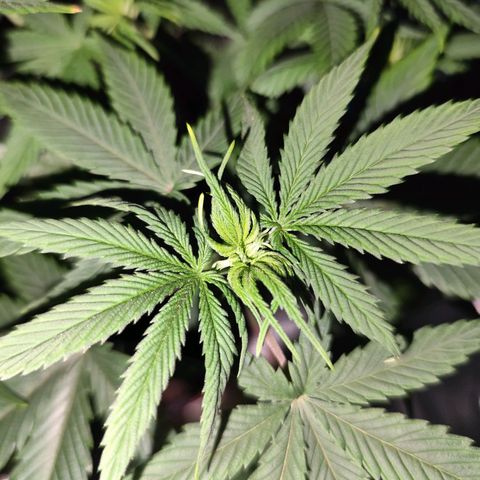 OG Kush growlog timeline photo