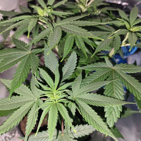 OG Kush growlog timeline photo