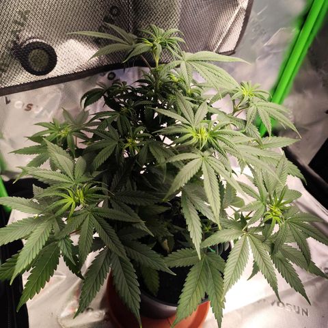 OG Kush growlog timeline photo