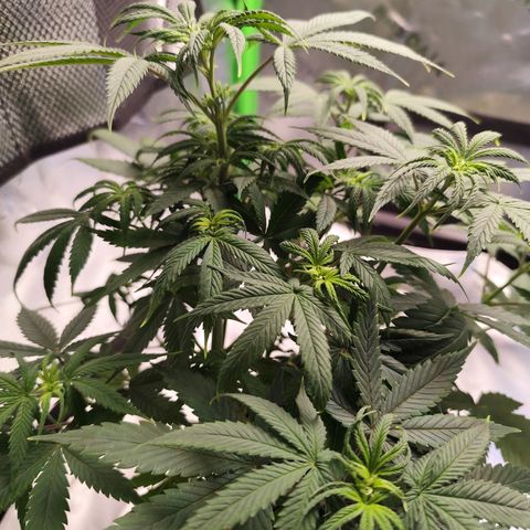 OG Kush growlog timeline photo