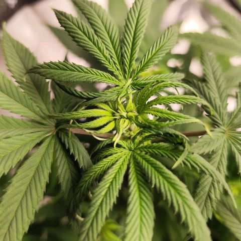OG Kush growlog timeline photo