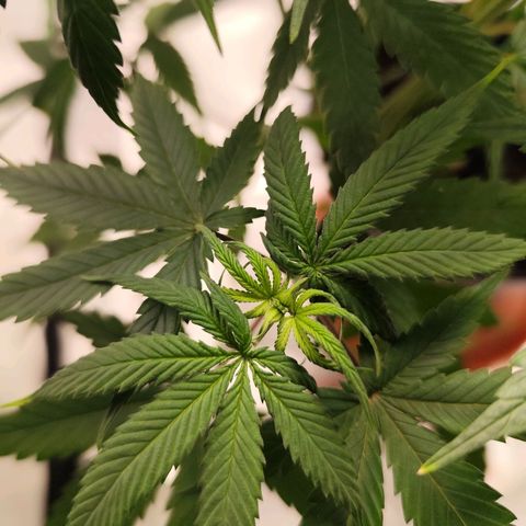 OG Kush growlog timeline photo