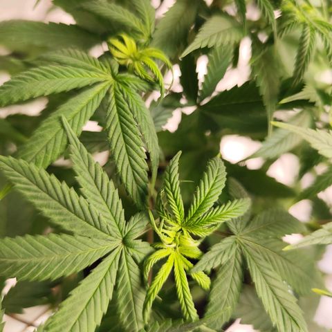 OG Kush growlog timeline photo