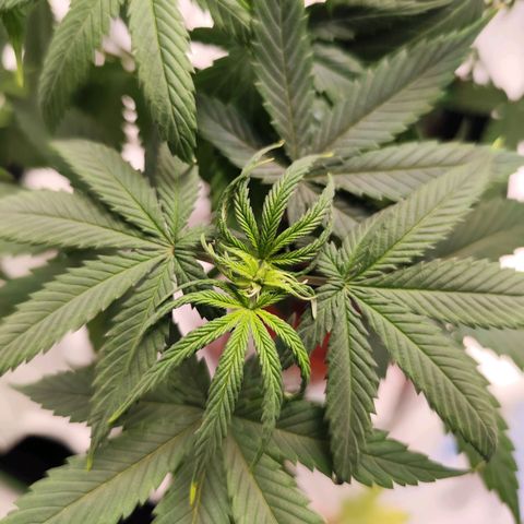 OG Kush growlog timeline photo