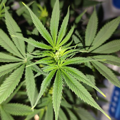 OG Kush growlog timeline photo