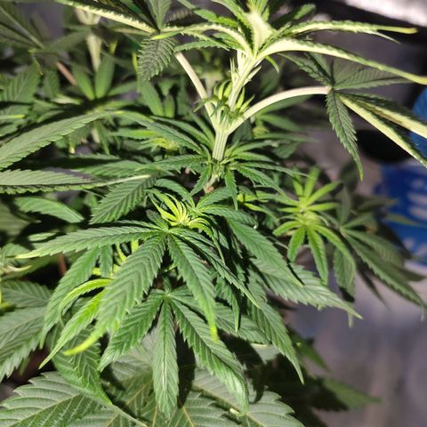 OG Kush growlog timeline photo