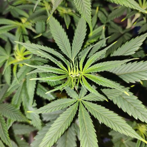 OG Kush growlog timeline photo