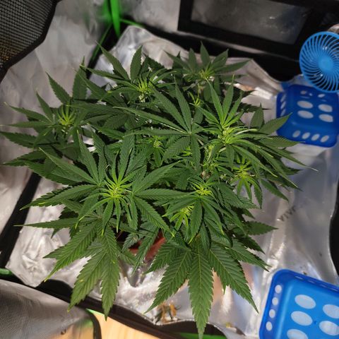OG Kush growlog timeline photo