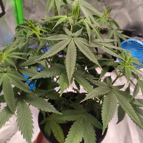 OG Kush growlog timeline photo