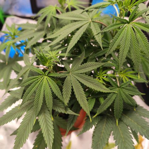 OG Kush growlog timeline photo