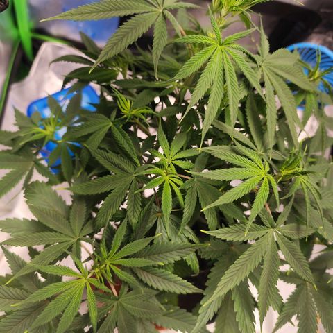 OG Kush growlog timeline photo