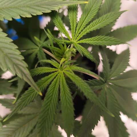 OG Kush growlog timeline photo