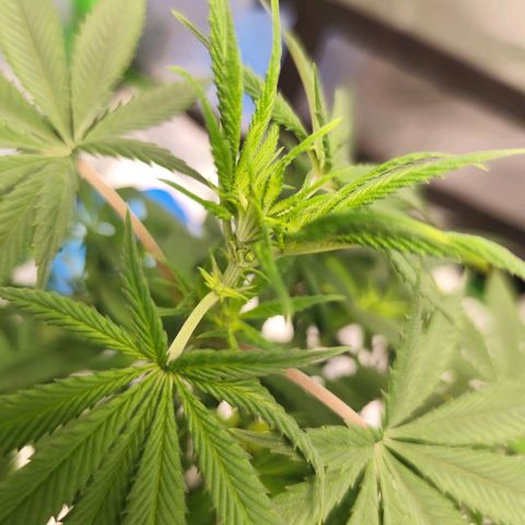 OG Kush growlog timeline photo