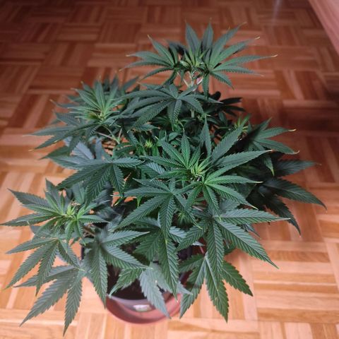 OG Kush growlog photo: Nochmal LST um den blutenbmehr Licht zu ermöglichen und Verbrennungen vorzubeugen 