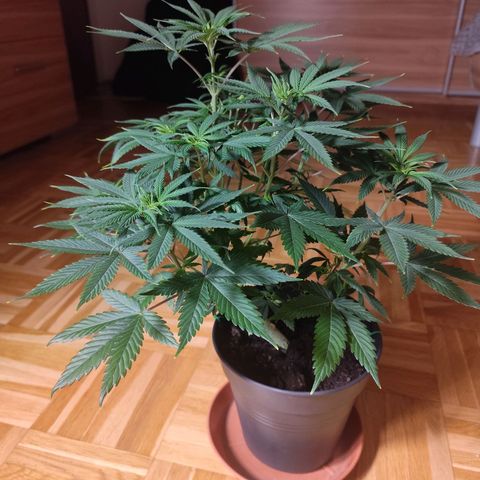 OG Kush growlog photo: Nochmal LST um den blutenbmehr Licht zu ermöglichen und Verbrennungen vorzubeugen 