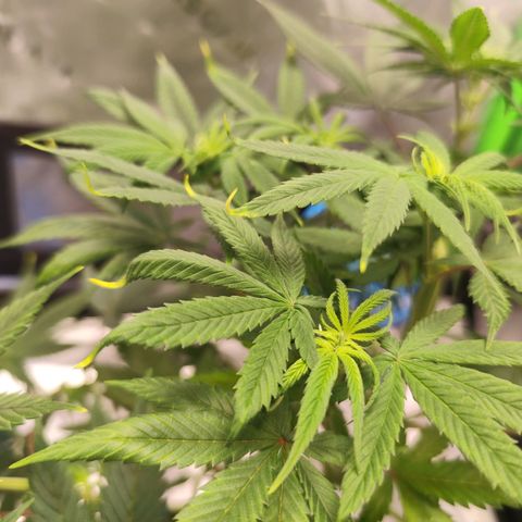 OG Kush growlog timeline photo