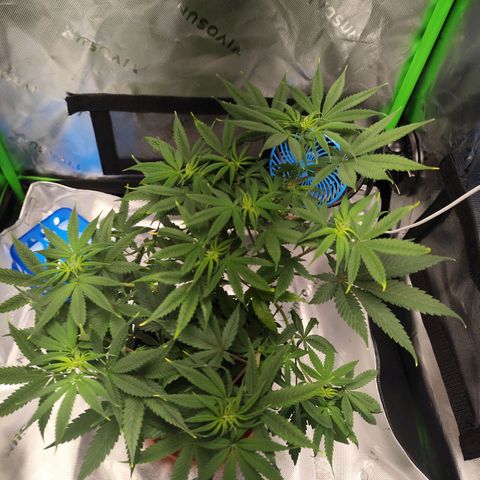 OG Kush growlog timeline photo