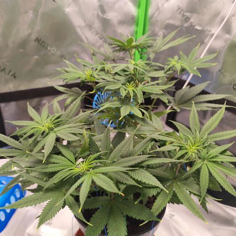 OG Kush growlog timeline photo
