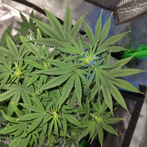 OG Kush growlog timeline photo