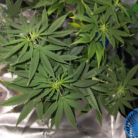 OG Kush growlog timeline photo