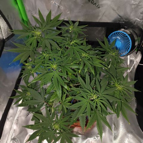 OG Kush growlog timeline photo
