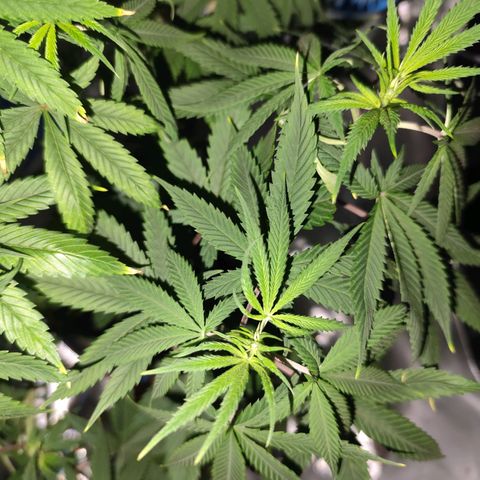OG Kush growlog timeline photo