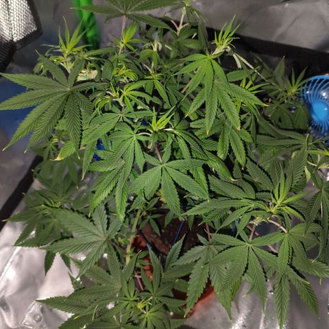 OG Kush growlog timeline photo
