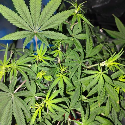 OG Kush growlog timeline photo
