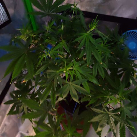 OG Kush growlog timeline photo
