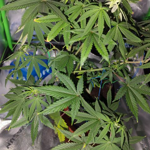 OG Kush growlog timeline photo