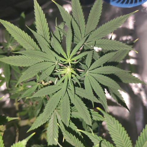 OG Kush growlog timeline photo