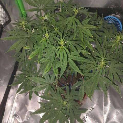 OG Kush growlog timeline photo