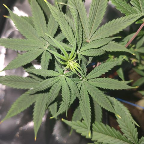OG Kush growlog timeline photo