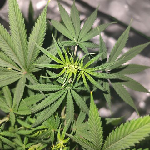 OG Kush growlog timeline photo