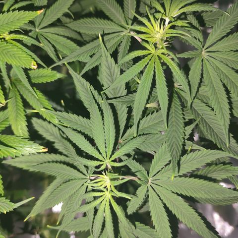OG Kush growlog timeline photo