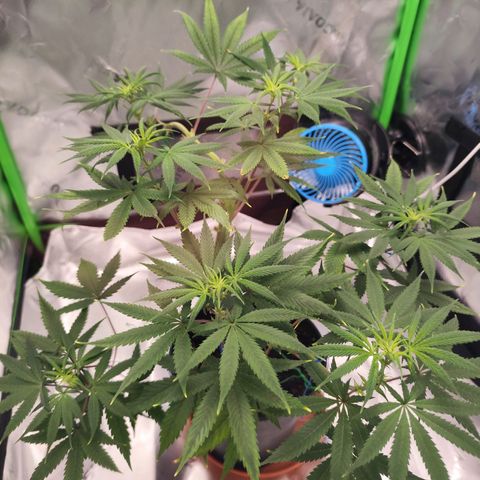 OG Kush growlog photo: Ca 6h nach entlauben und Geizäste entfernen. 