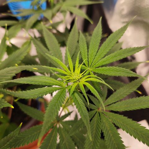 OG Kush growlog timeline photo