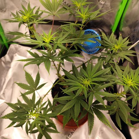 OG Kush growlog timeline photo
