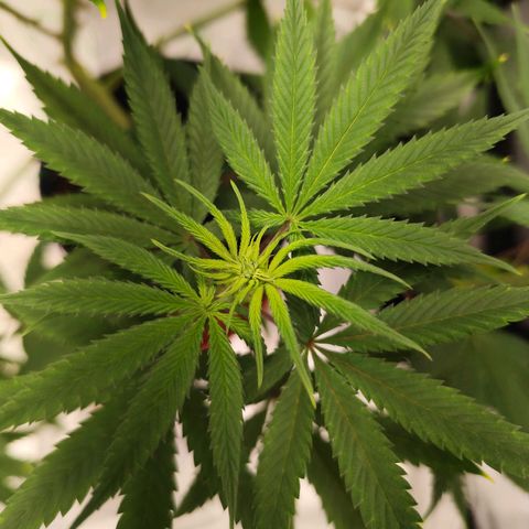 OG Kush growlog timeline photo