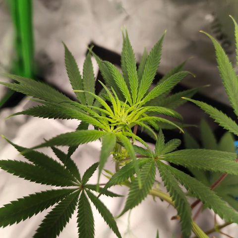 OG Kush growlog timeline photo